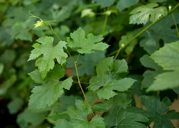 Le Galant - Etchegorry 3* París
