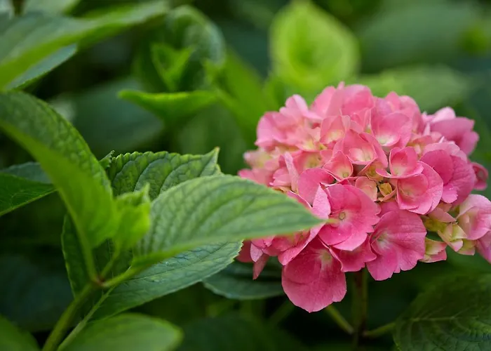 Hotel Le Galant - Etchegorry 3*