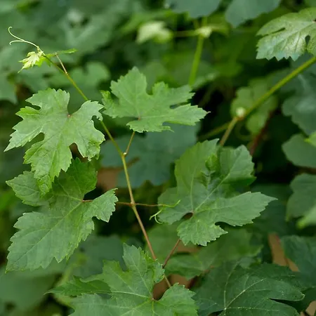 Le Galant - Etchegorry 3* Paris